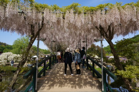 Unsere Idee: Ashikaga Flower Park Japan