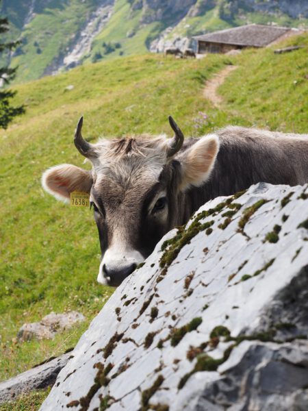 Unsere Idee: Auf einer Alm in der Schweiz